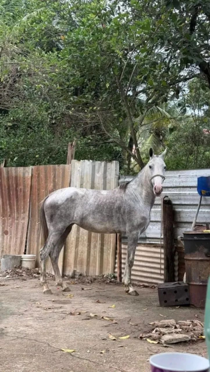 Cavalo