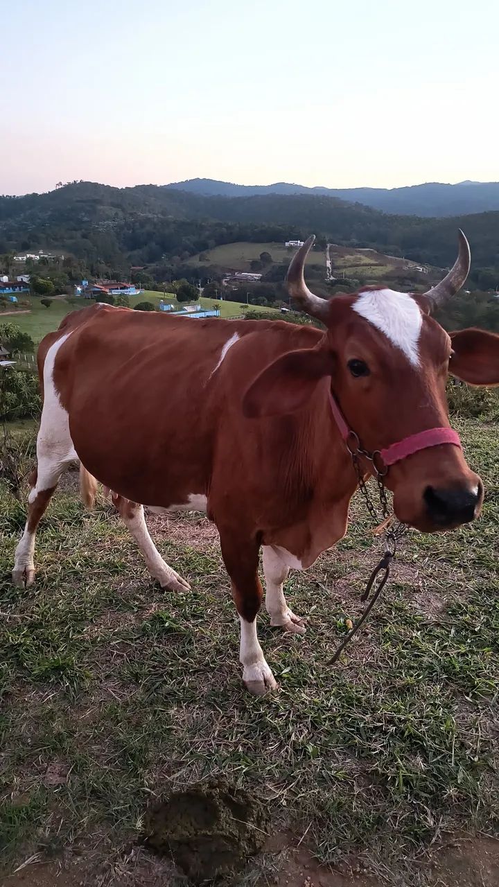 Vaca prenha - Foto 4