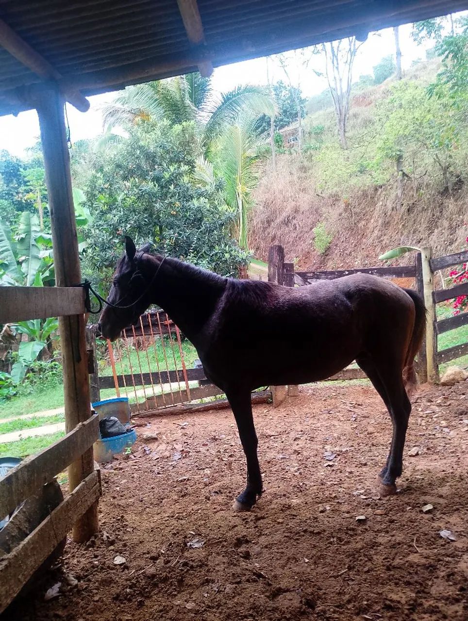 Vendo potro mangalarga  - Foto 2