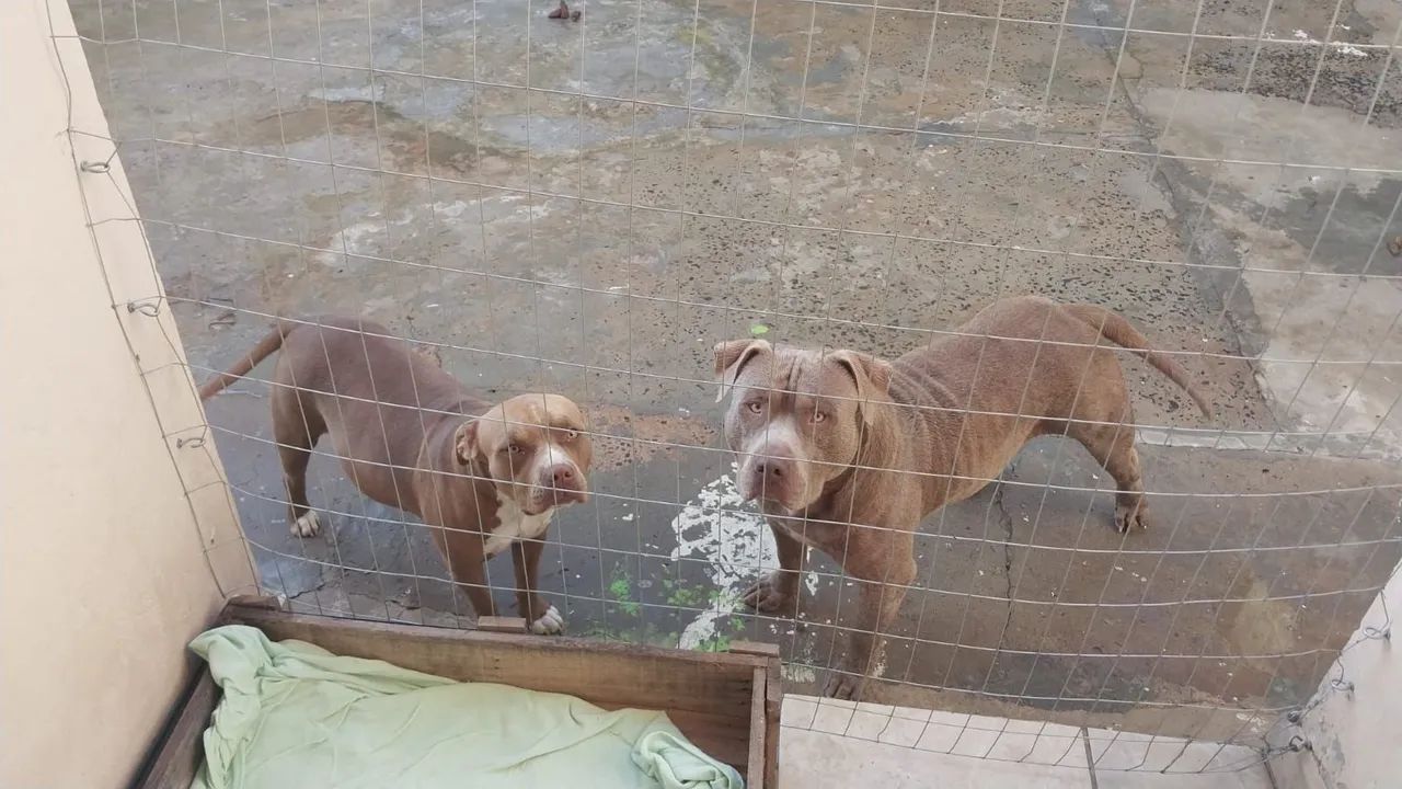 Cachorro  - Foto 2