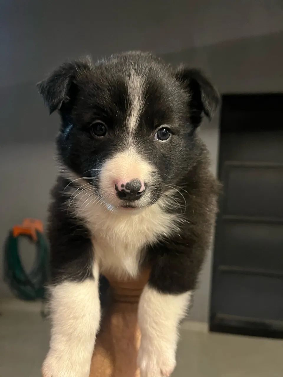 Border collie  - Foto 3