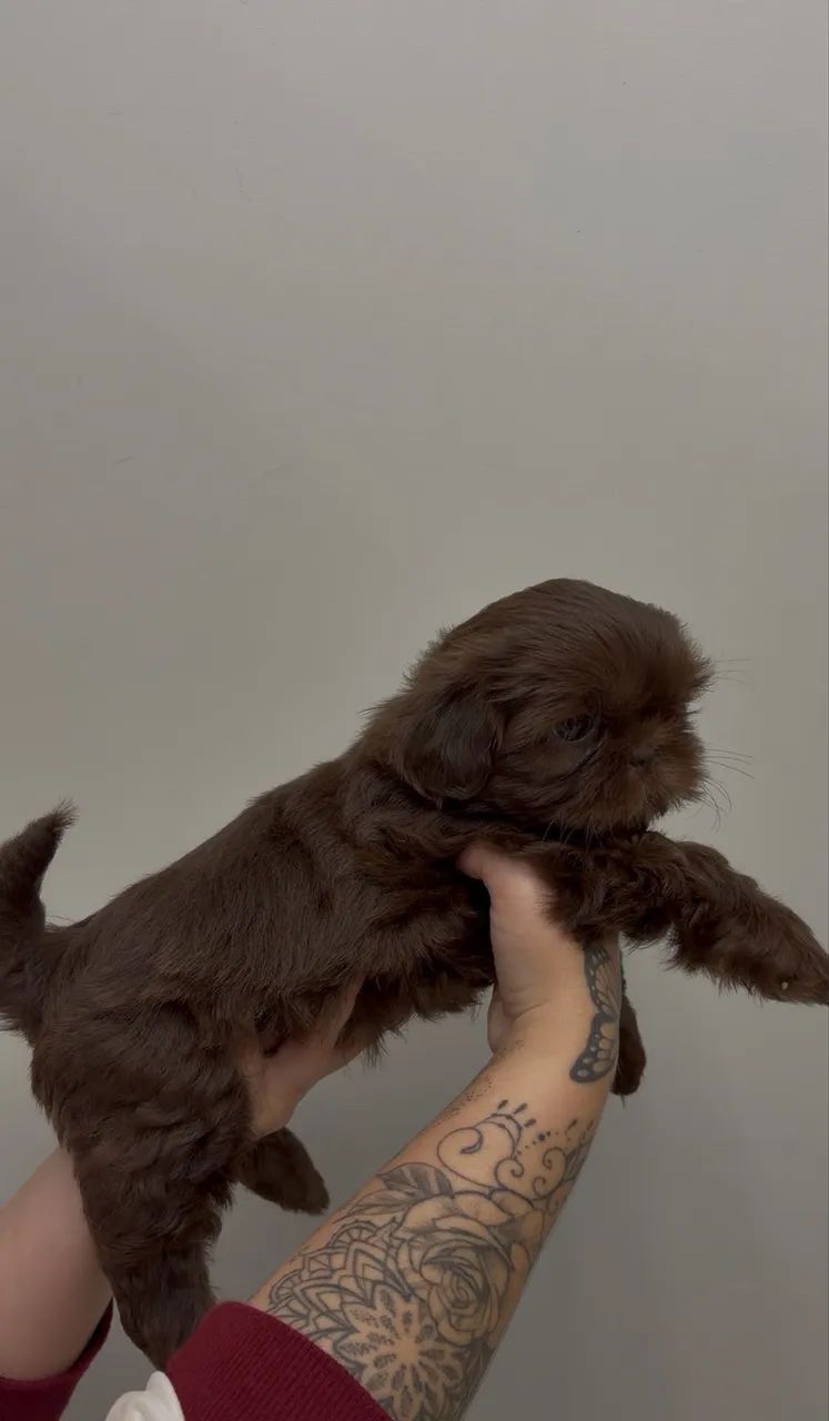 Filhote Shih Tzu chocolate FÊMEA  - Foto 3