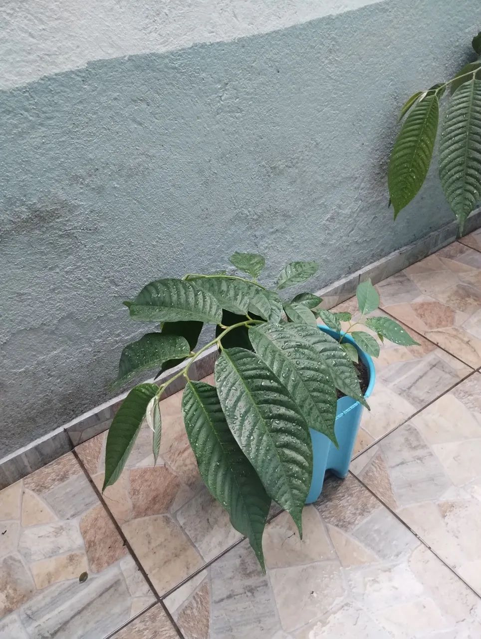 Mudas de atemoias - Foto 4