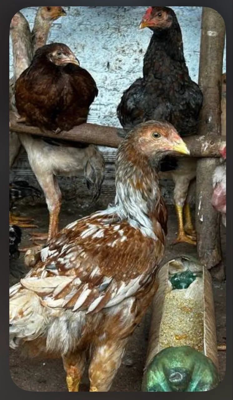 Doação de galinha caipira 