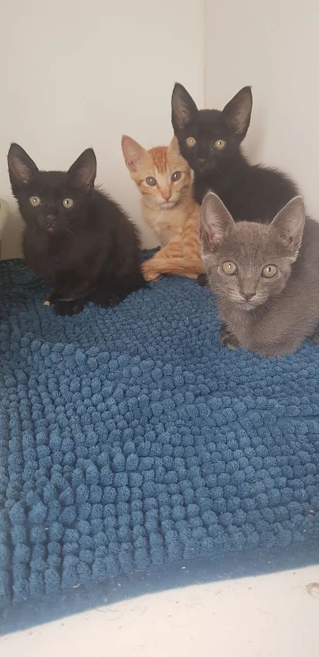 Gatos para adoção responsável ? - Foto 3