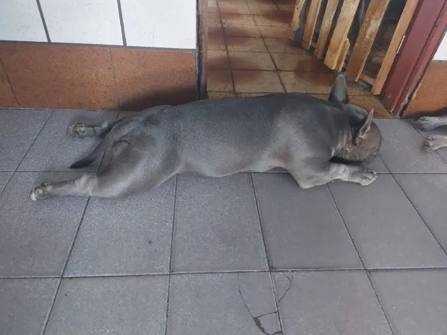 Casal American Bully - Foto 3