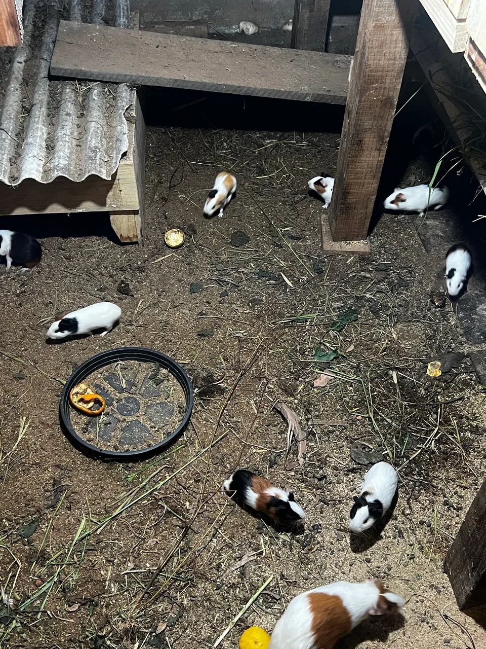 Porquinho da índia  - Foto 4