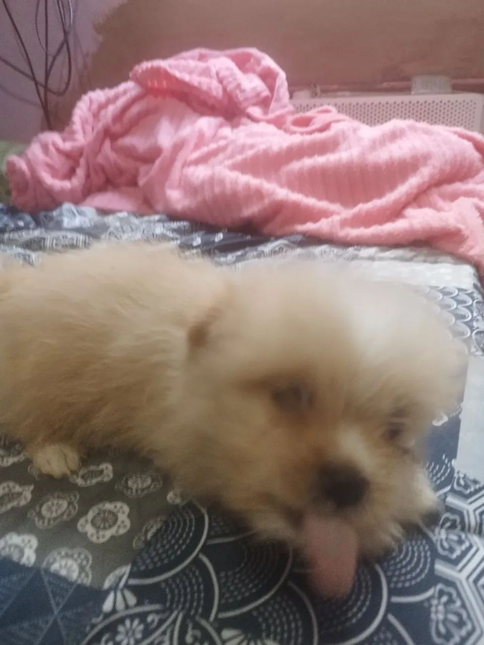 Shitzu com lulu  - Foto 5