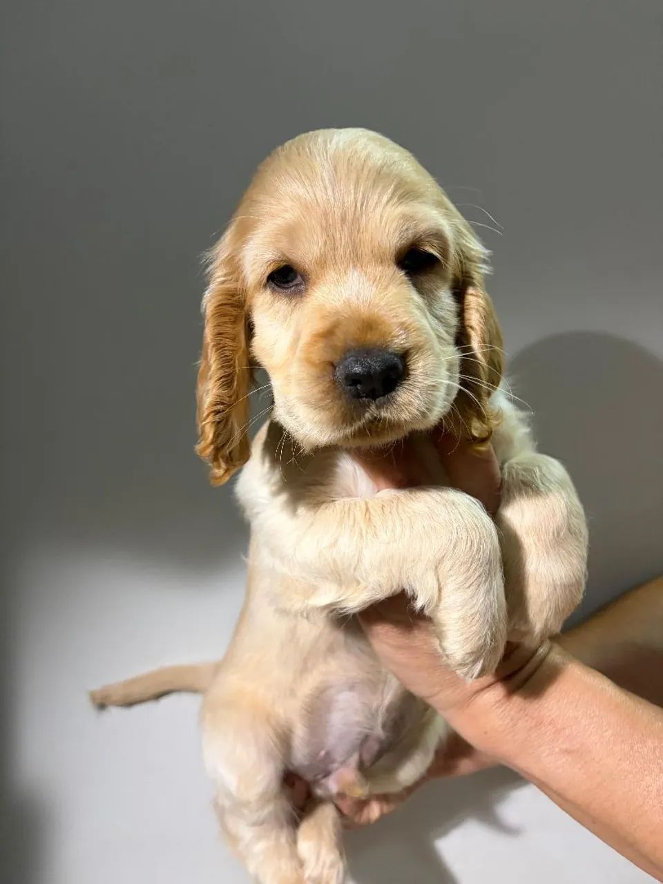 Filhote Cocker Spaniel Macho - Foto 3