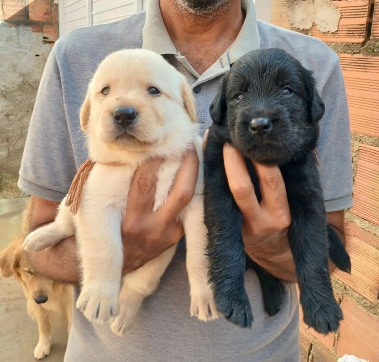 Filhotes de Golden com labrador  - Foto 2