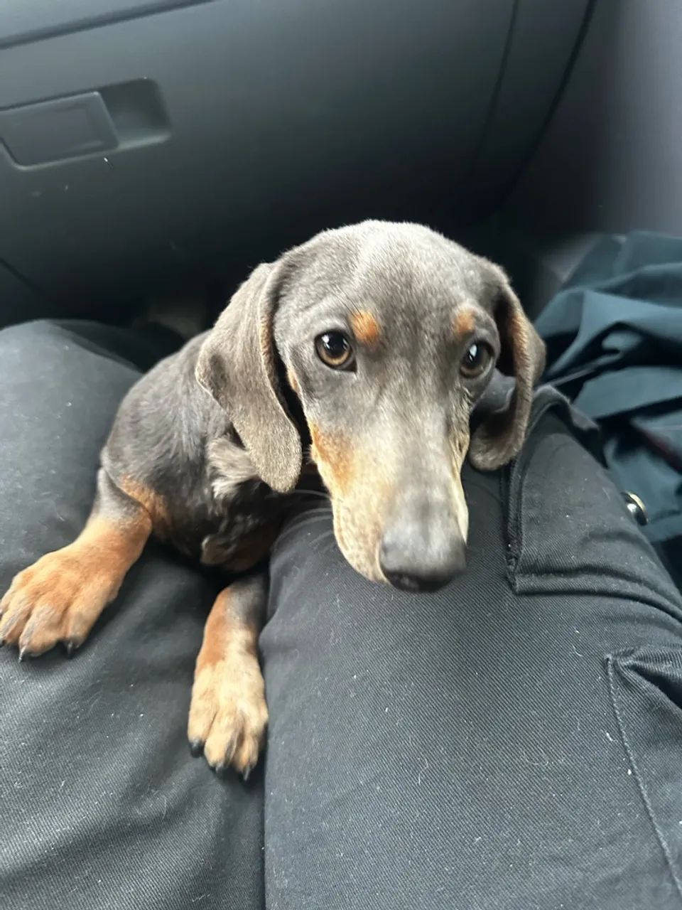 Dachshund  - Foto 2