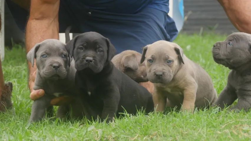 FILHOTE DE CANE CORSO  - Foto 4