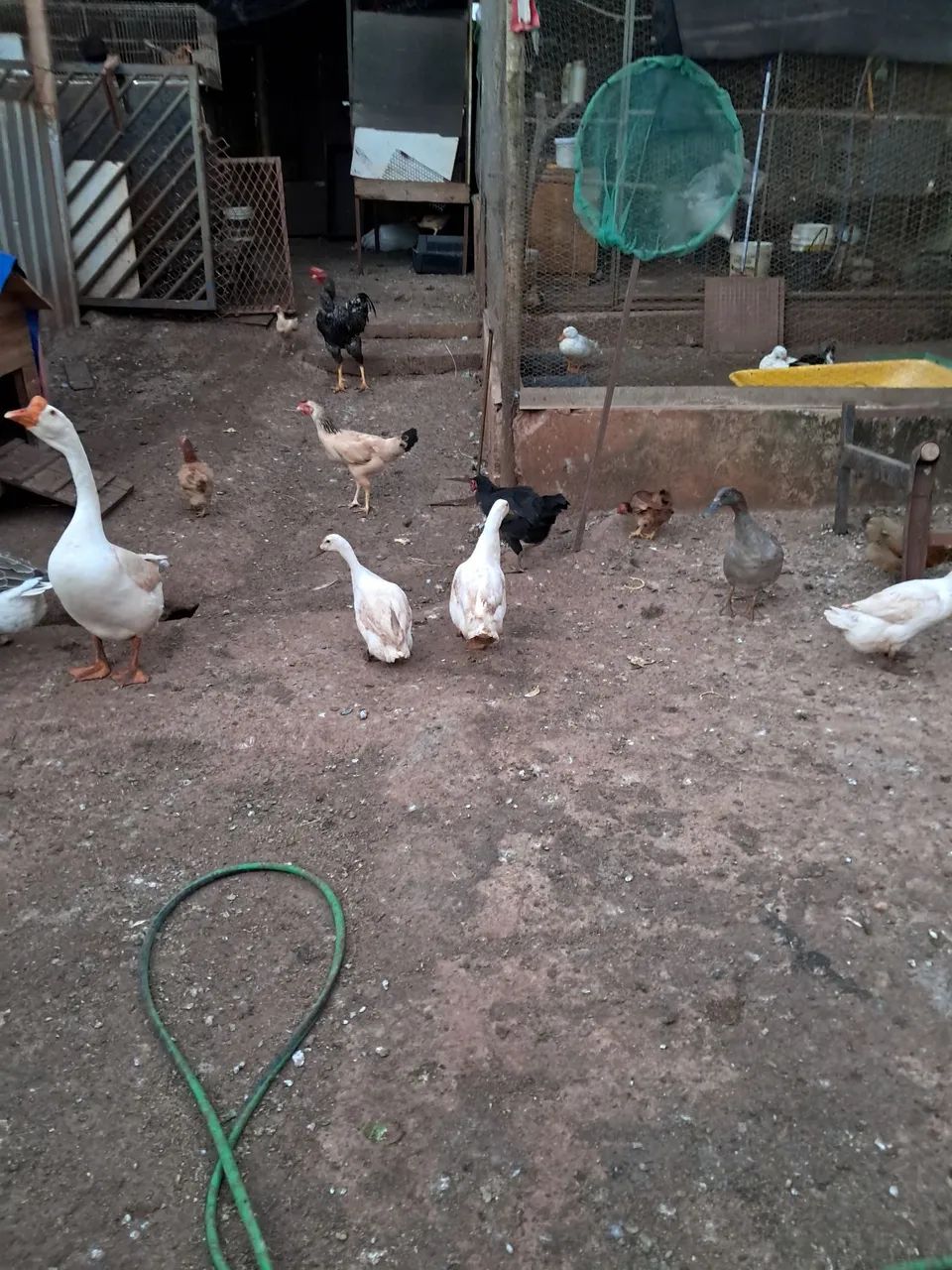 Galinhas e frngos - Foto 3