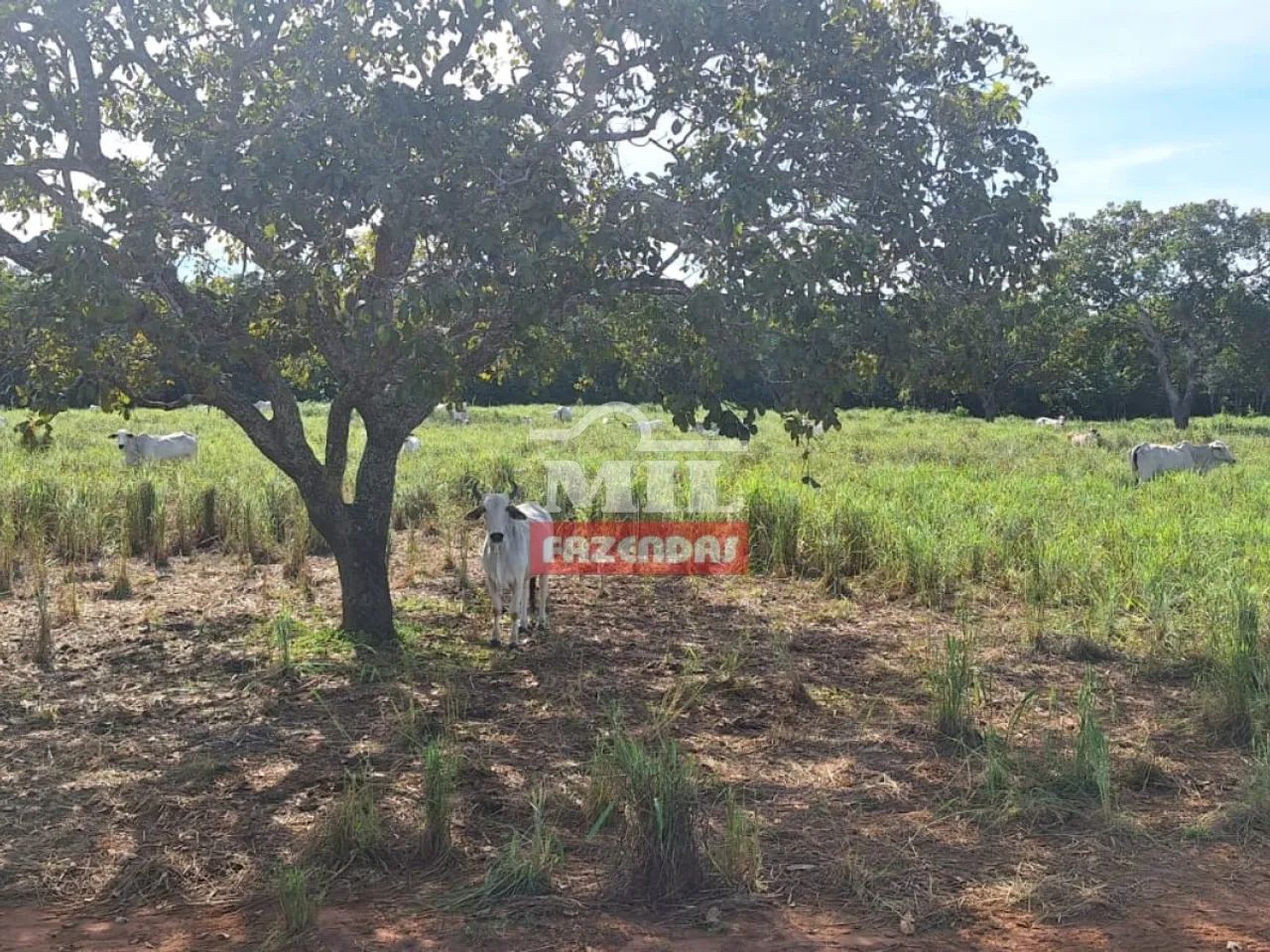 Fazenda 47,3 alqueires ( 228,93 hectares ) Pugmil - Tocantins - Foto 3