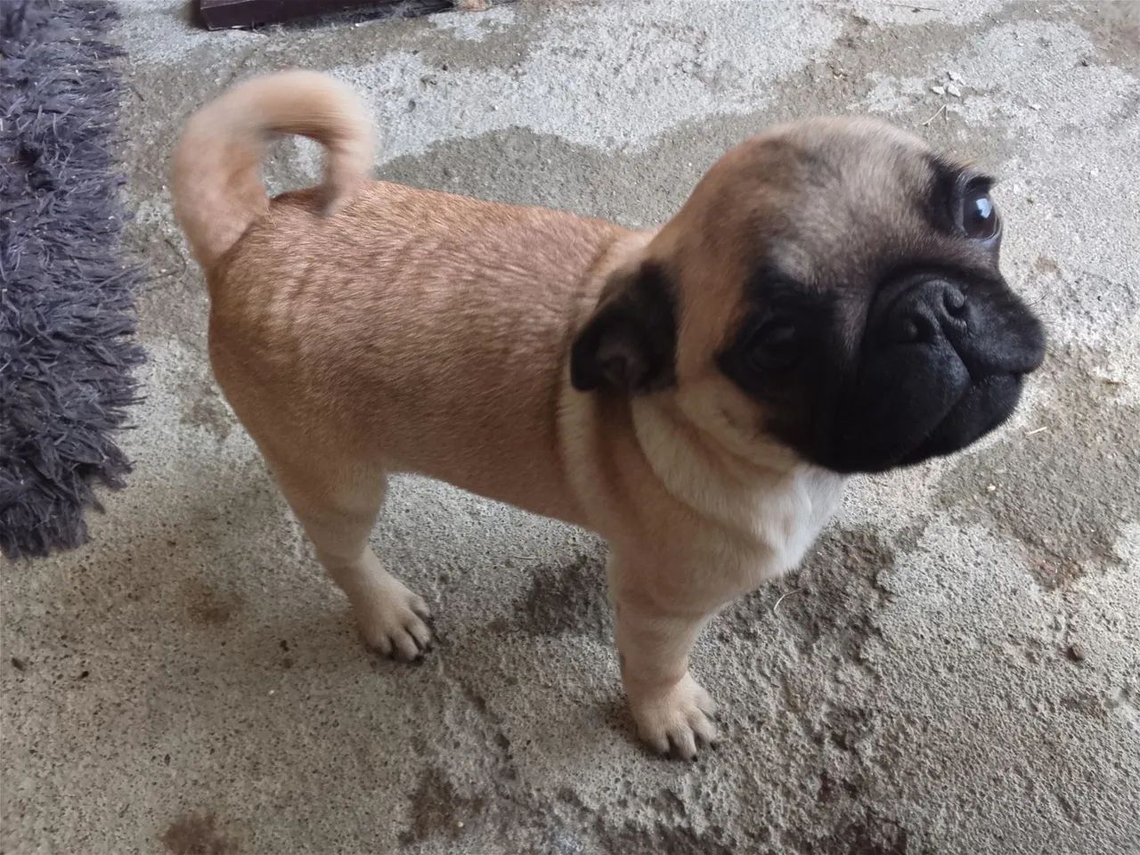 Vendo filhote de Pug macho  - Foto 3