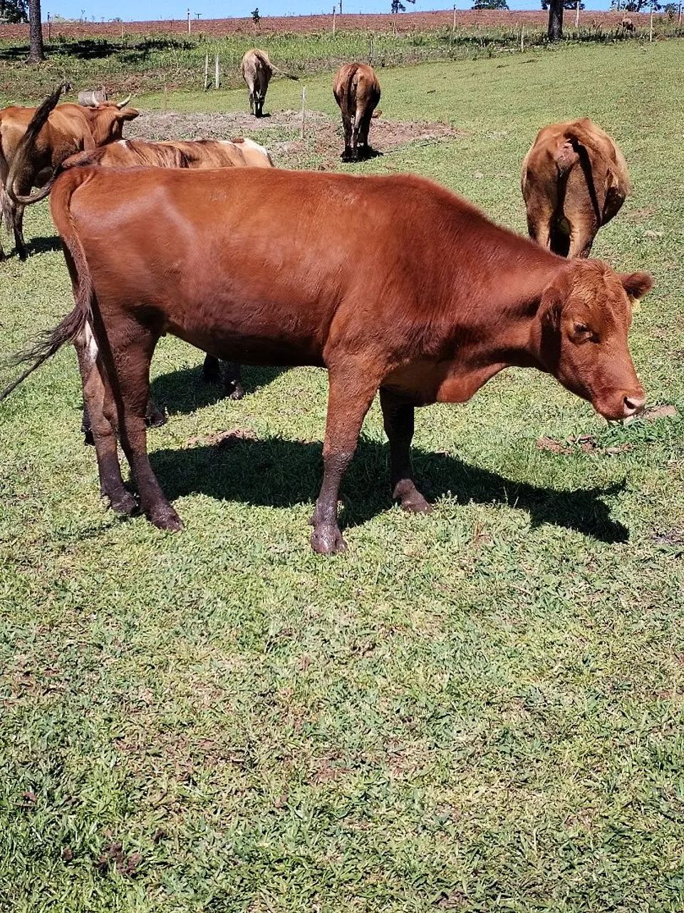 Vacas e novilhas  - Foto 2