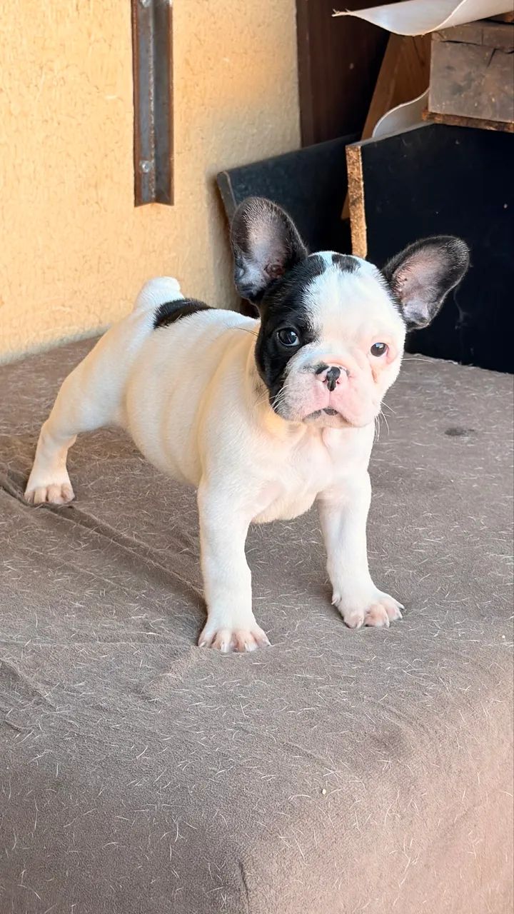 Filhote Bulldog Francês  - Foto 3