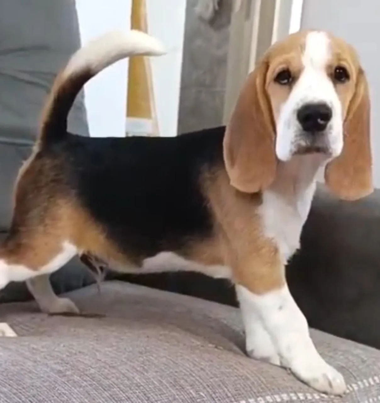 Beagle  - Foto 2
