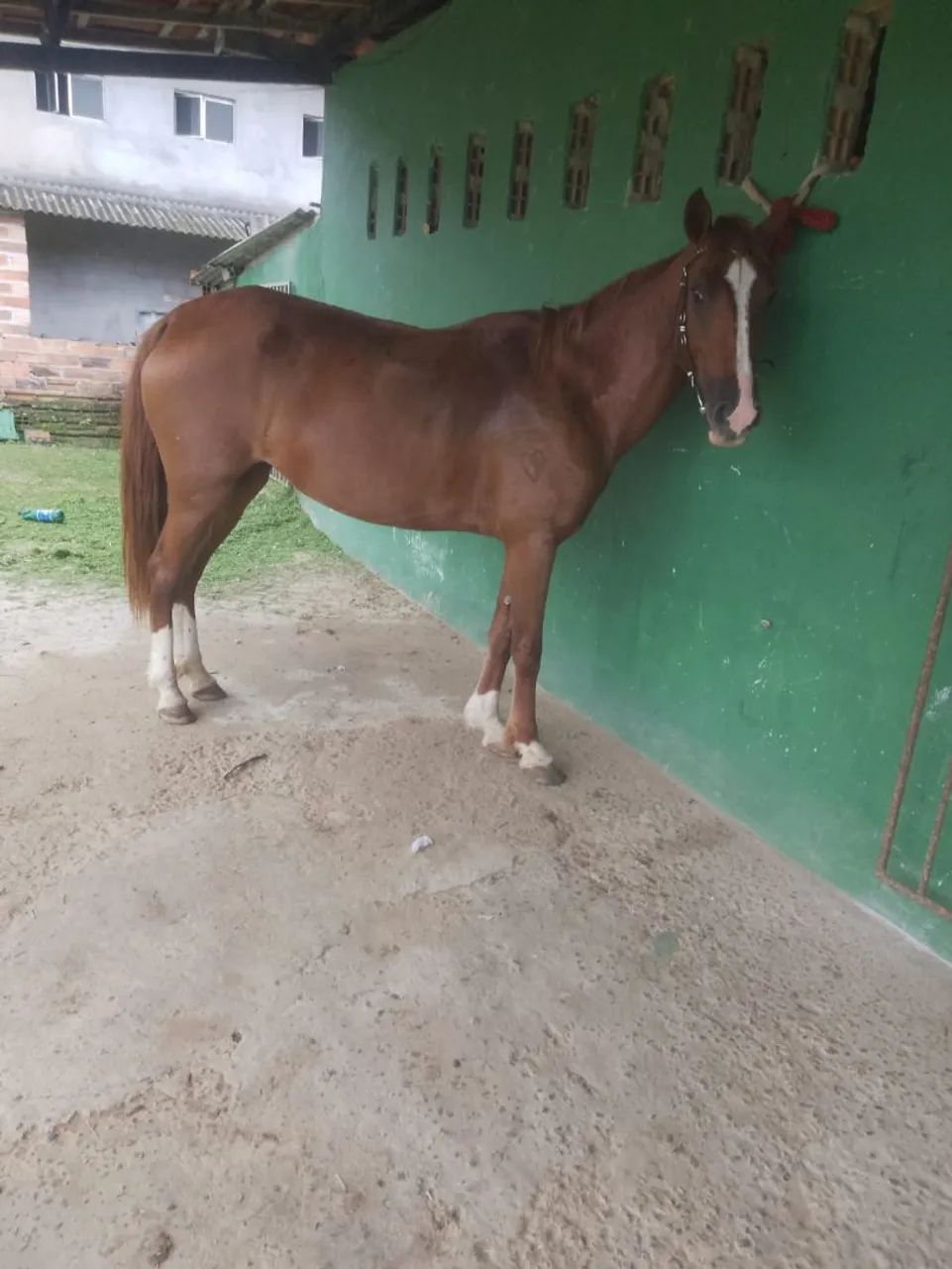Égua 