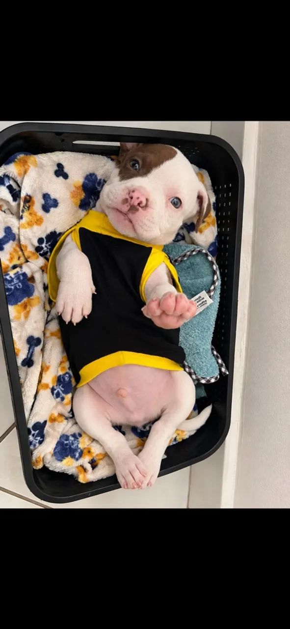 Filhote de Pitbull  - Foto 4