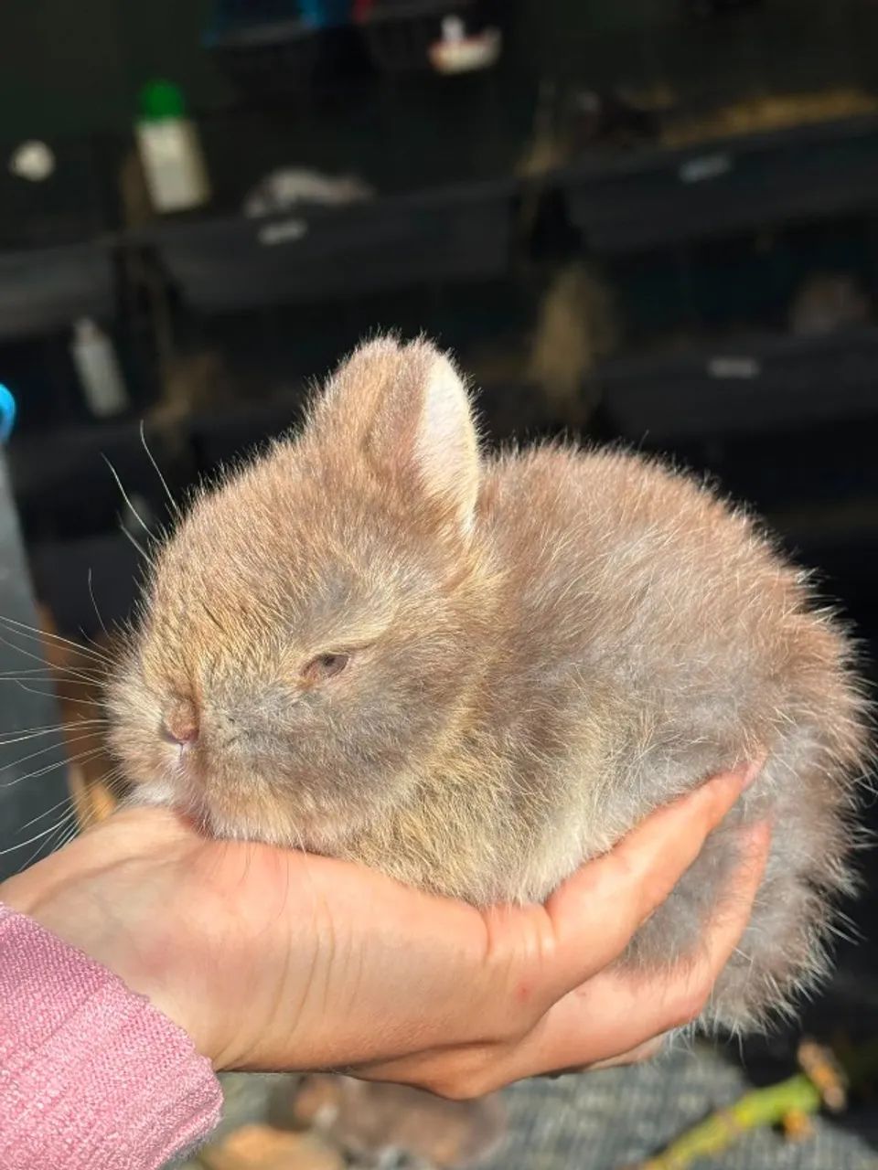 Mini coelhos Netherland - Foto 4