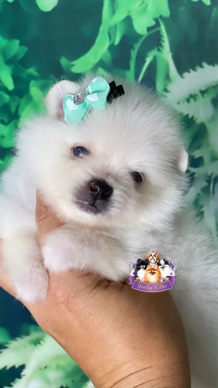 Spitz Alemão | Com Pedigree  - Foto 5