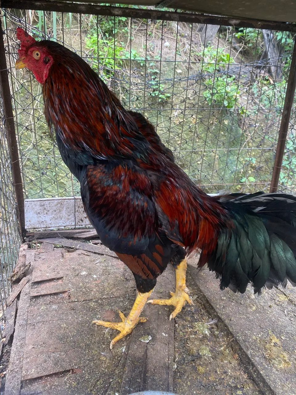 Vendo galinhas e patos e marrecos 