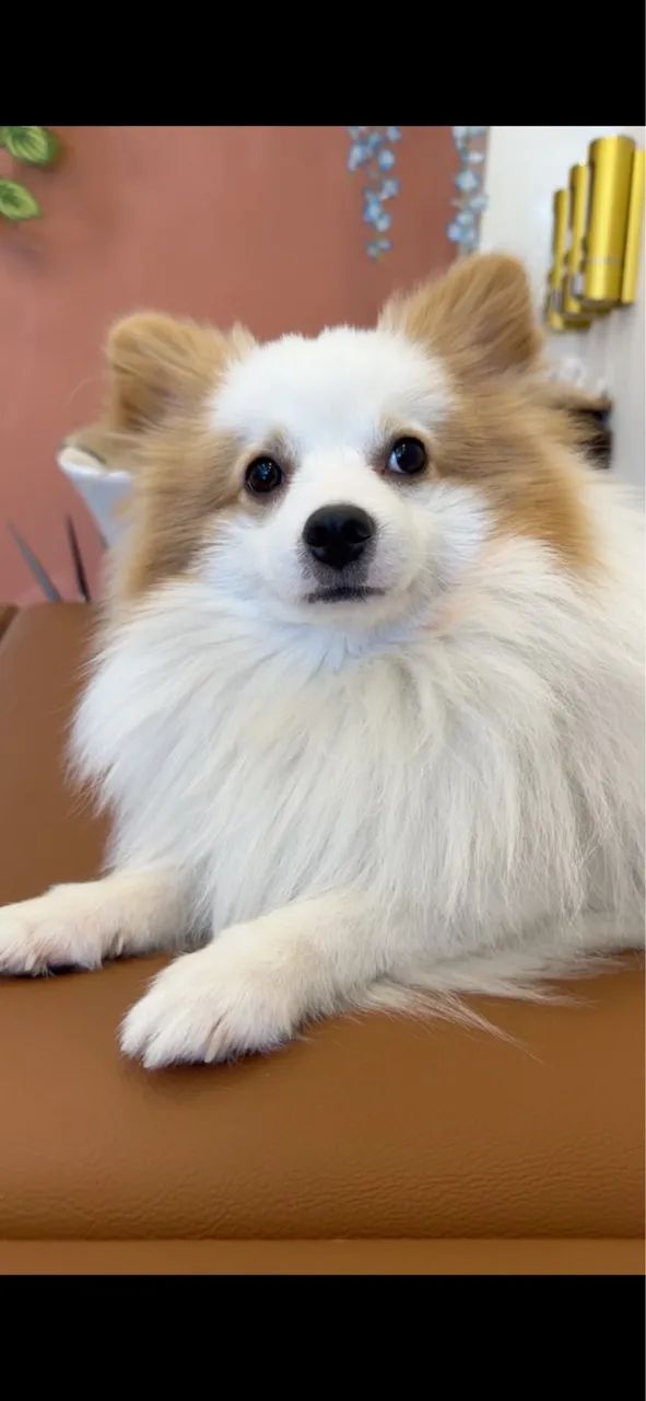  Namorada  para meu Max  - Foto 2