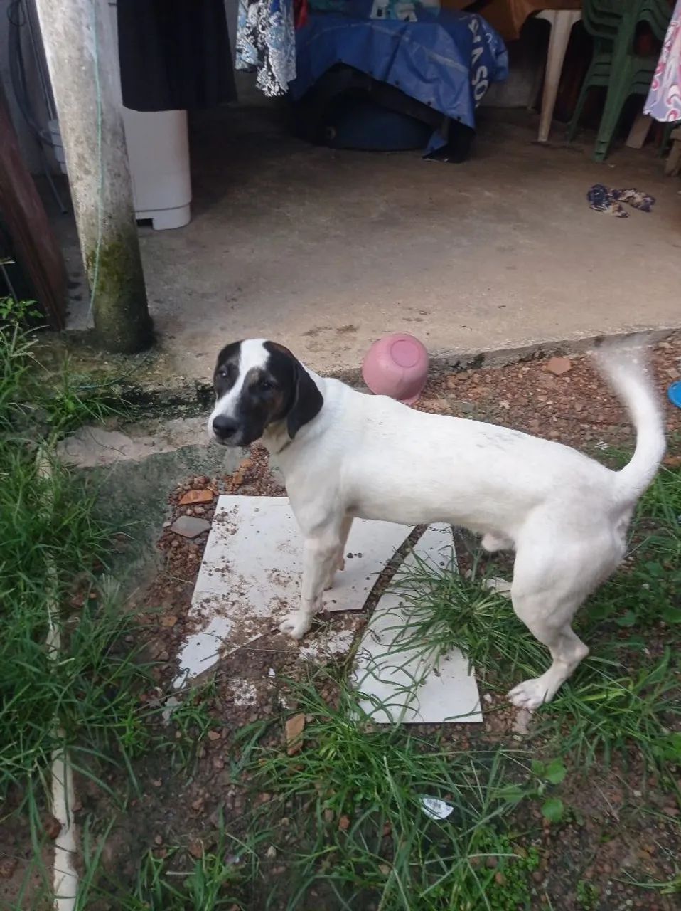 Cachorro - Foto 2