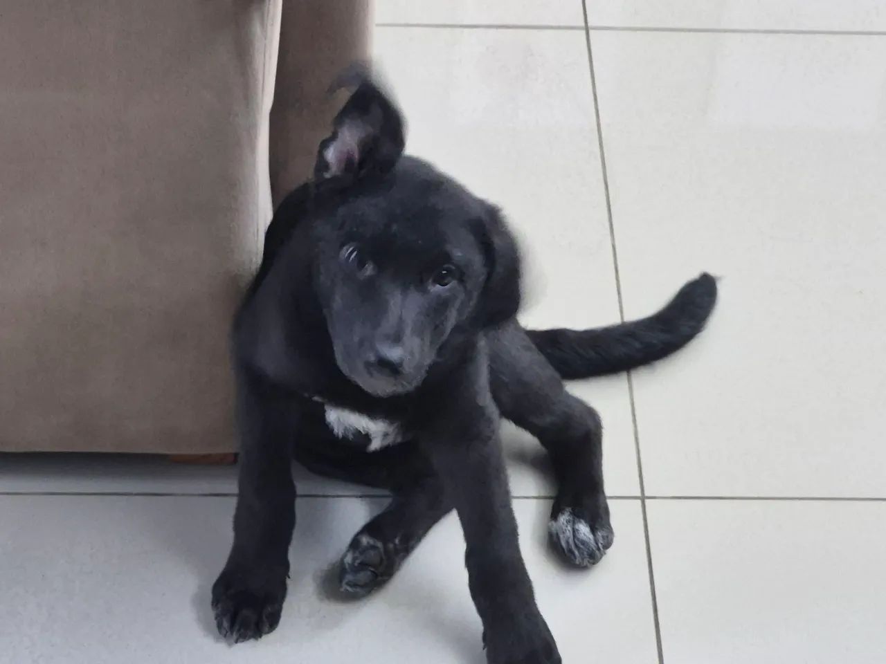 Doação responsável  - Foto 3