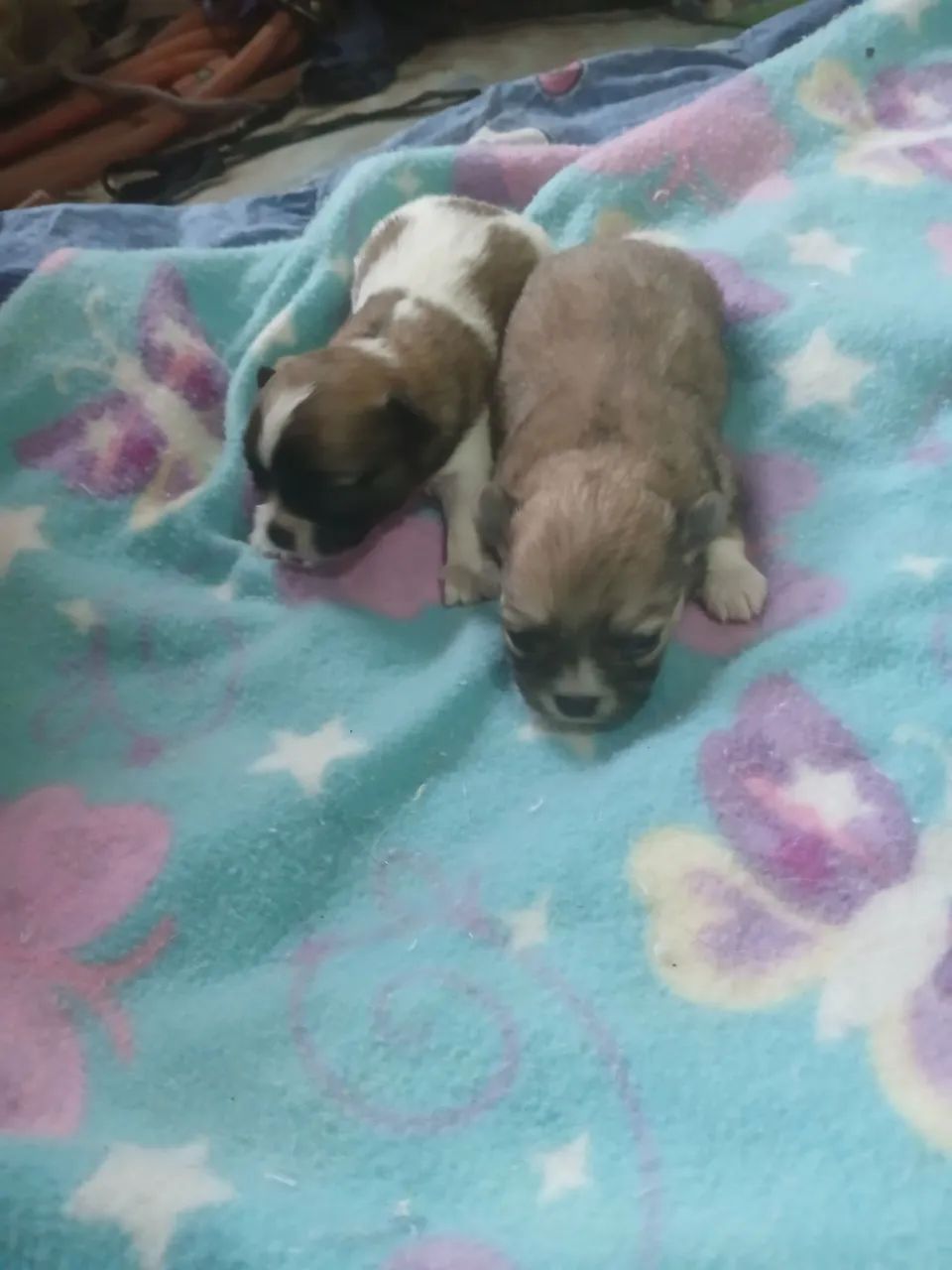 Machos chihuahua.  - Foto 2