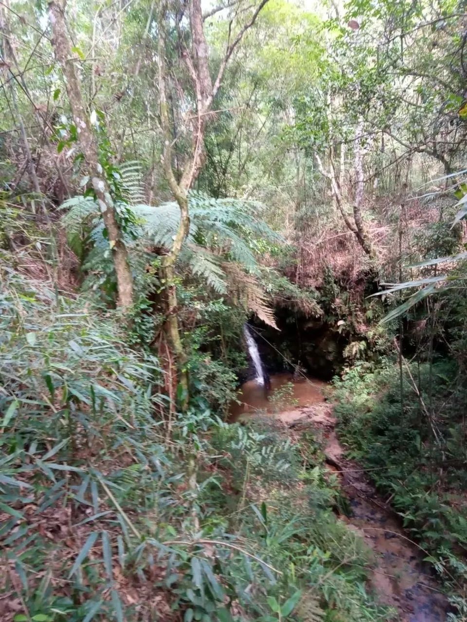 Terreno Rural em Antônio Olinto  - Foto 3