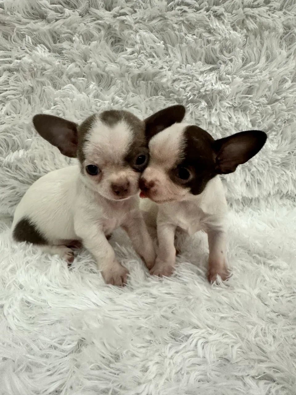 Chihuahua macho pelo curto 2.000