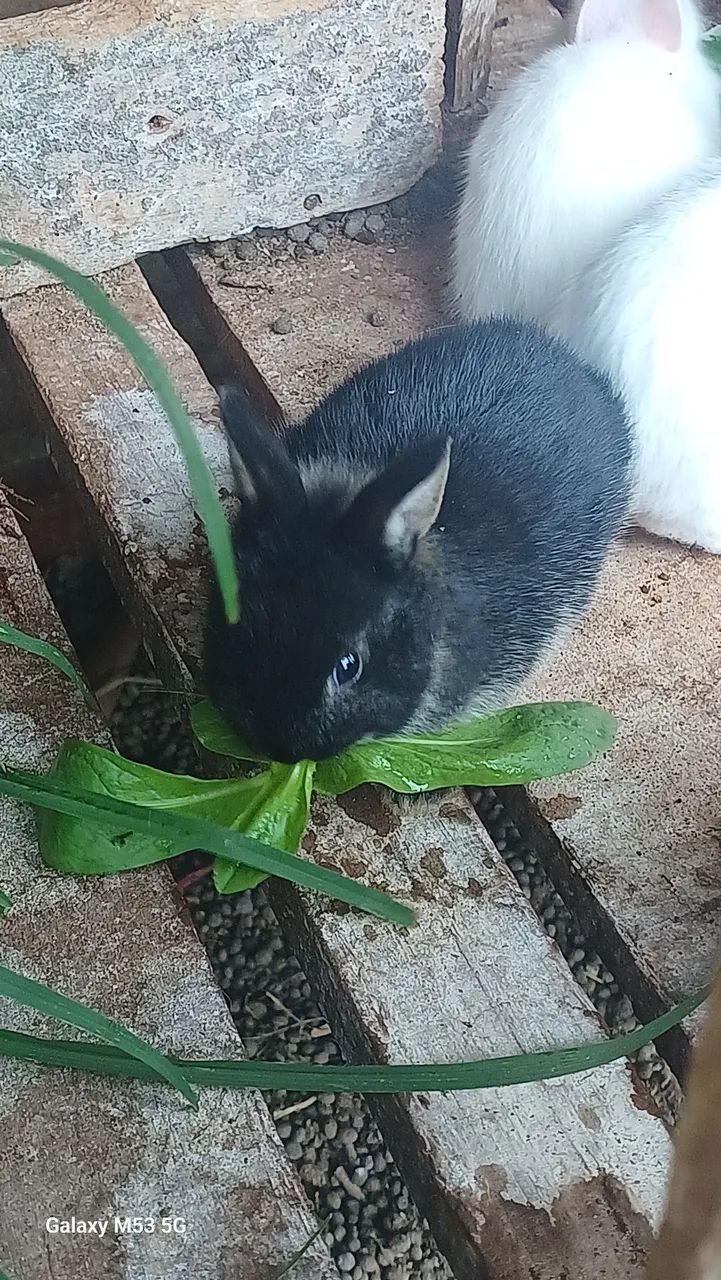 mini coelhos - Foto 3