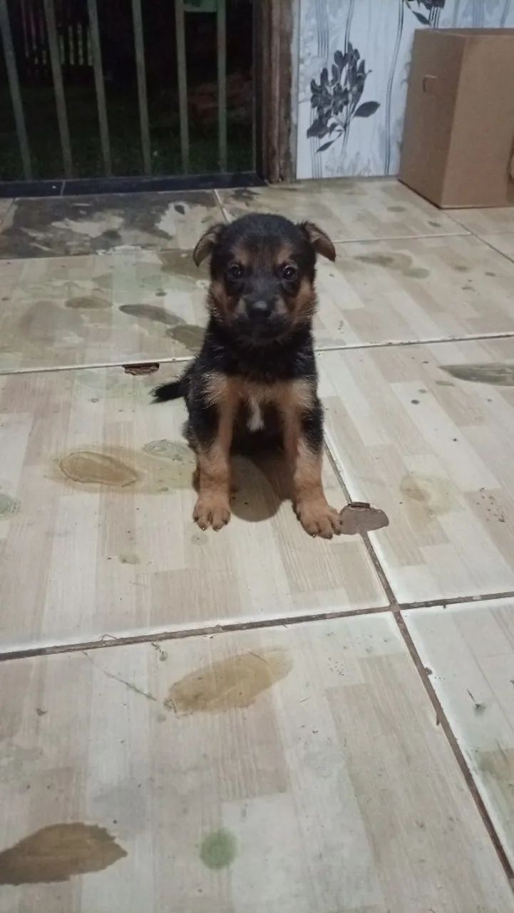 Cachorro ? - Foto 2