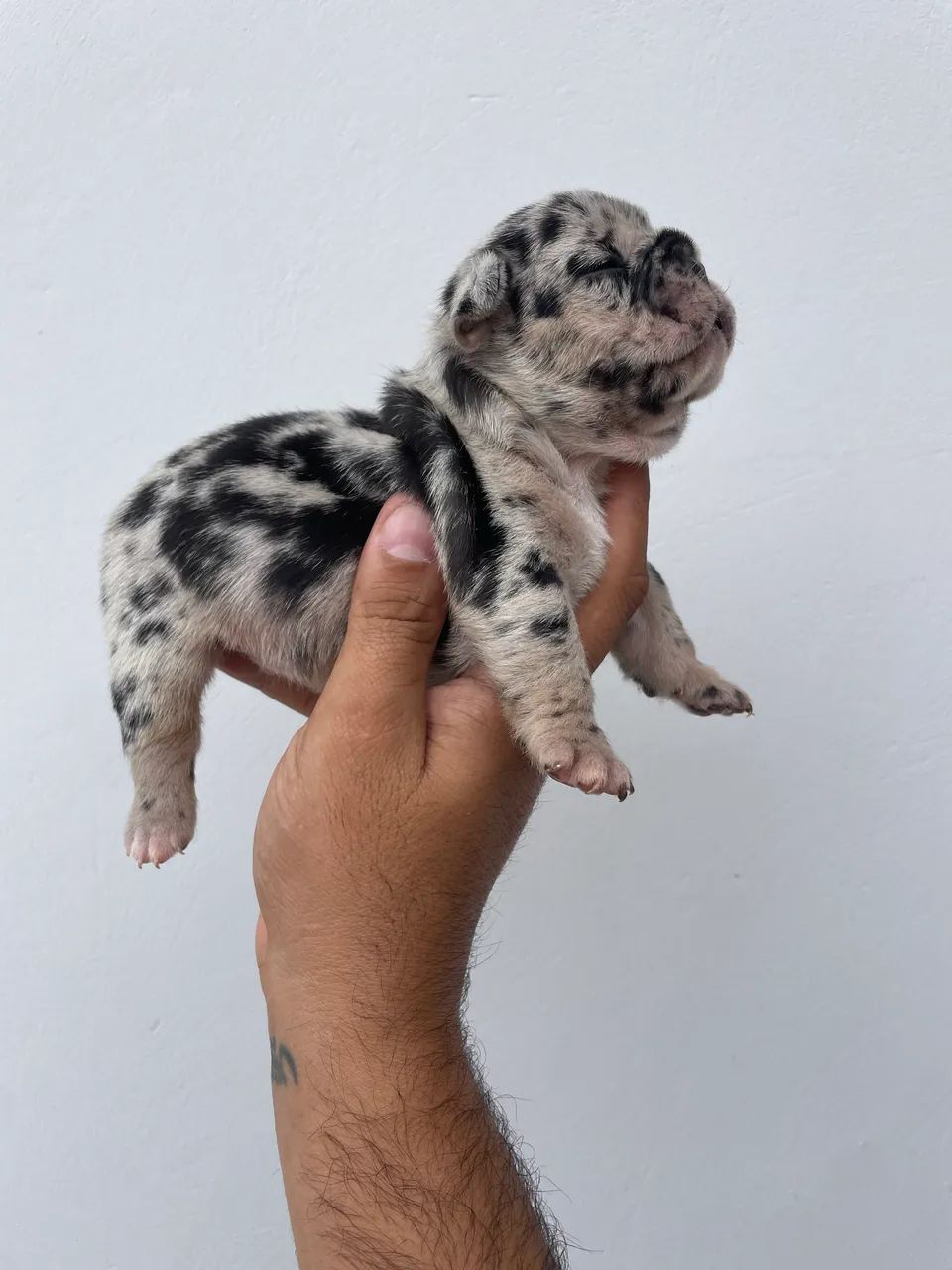 Bulldog francês  - Foto 2