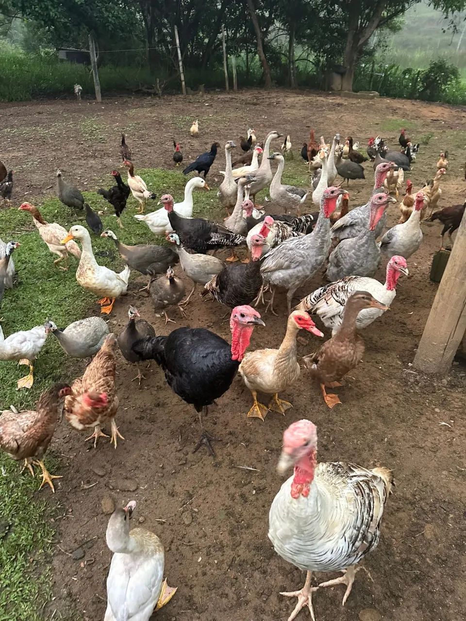 Aves a venda(RETIRAR  EM TABULEIRO)