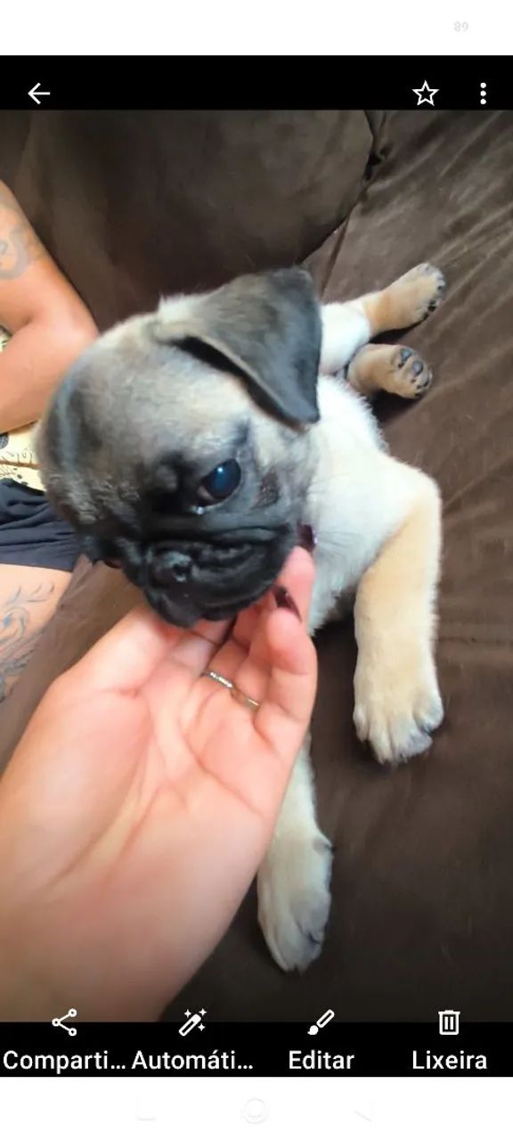 Pug - Foto 2