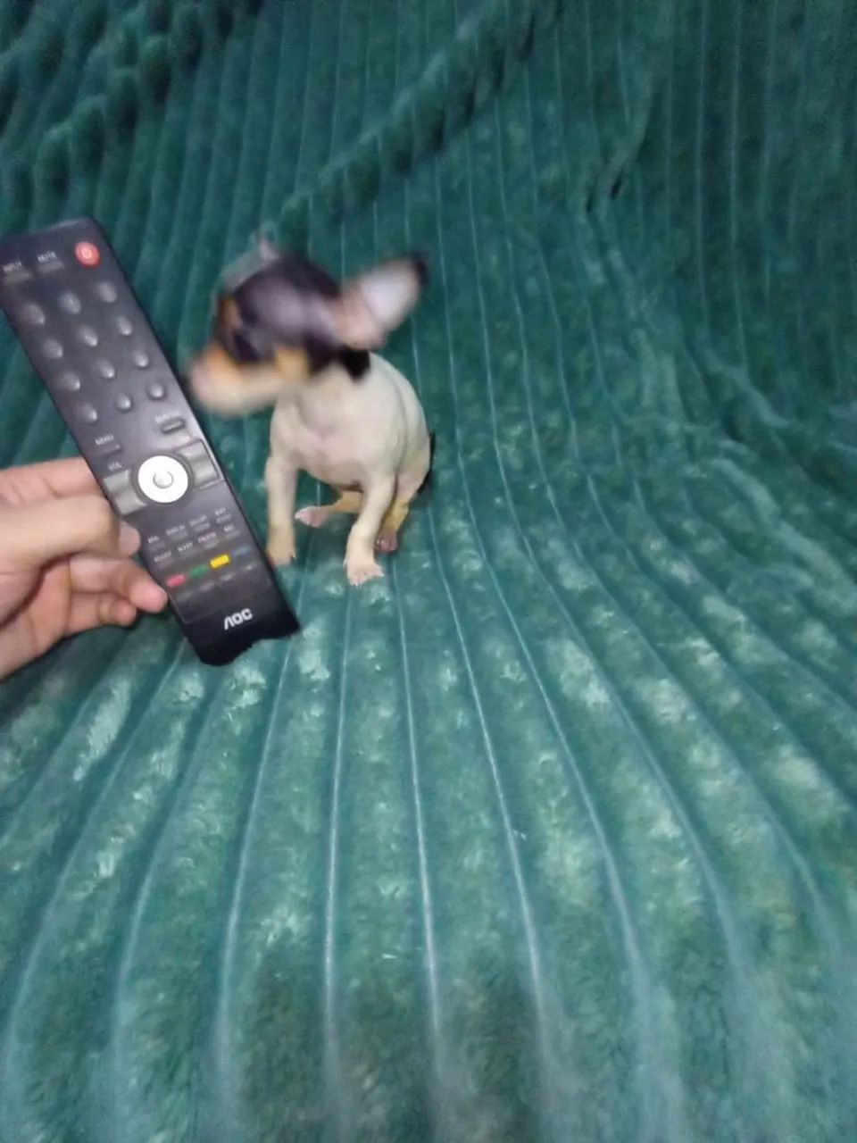Linda pinscher fêmea zero pai e mãe zero 