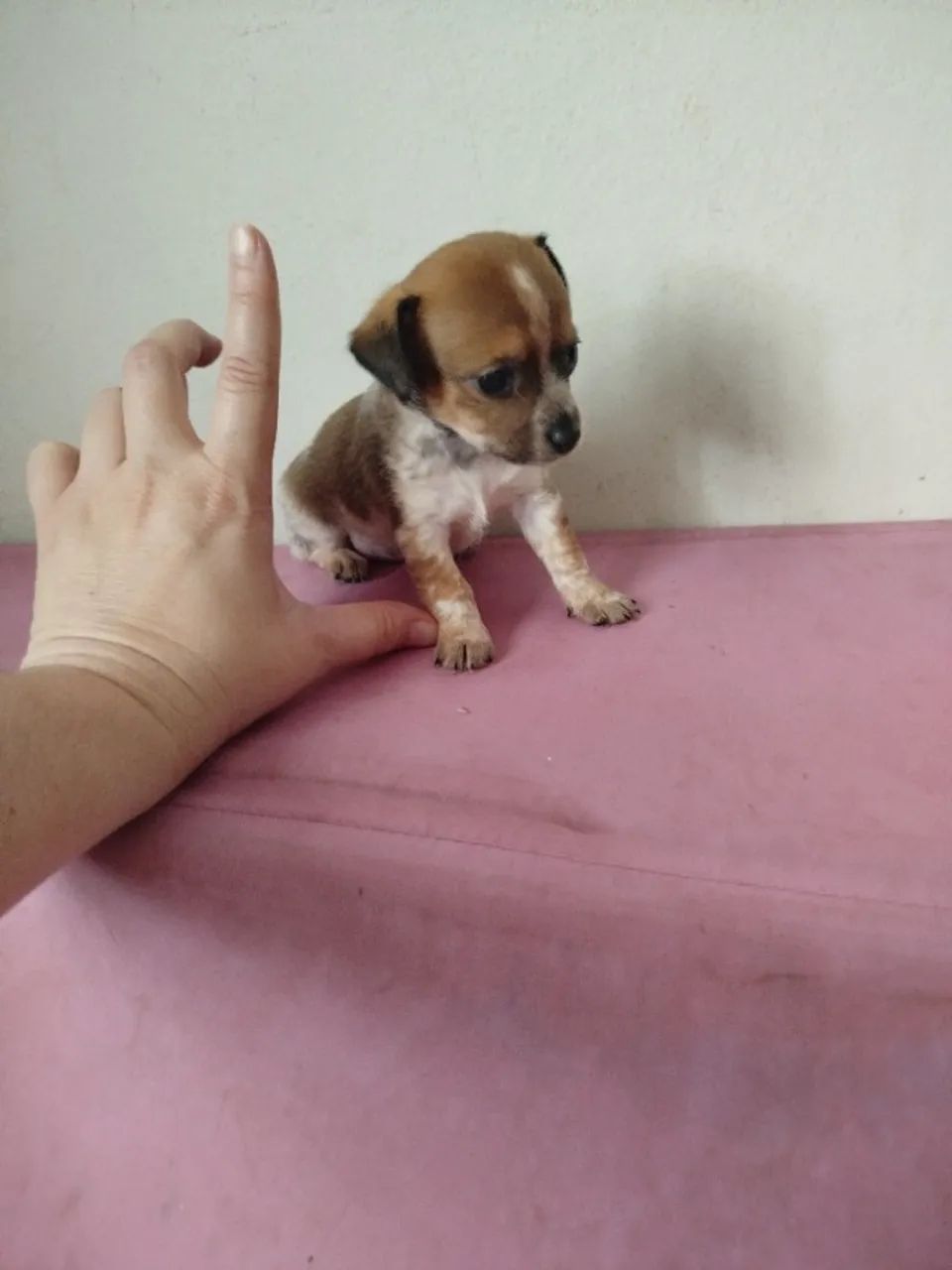 Pinscher - Foto 2