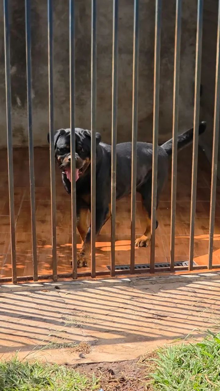 Filhotes Rottweiler  - Foto 3