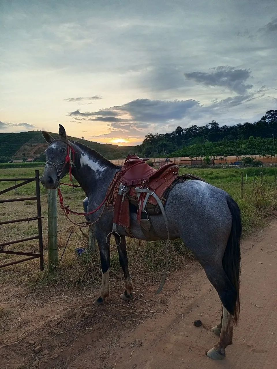 Potra macha picada  - Foto 4