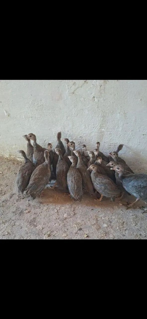 Vendo capotes!!!