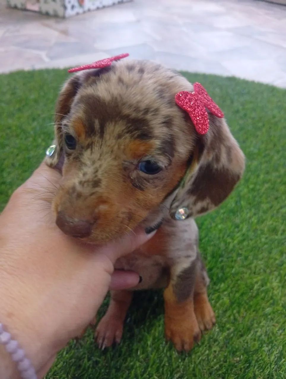 Filhotes de daschund  - Foto 5