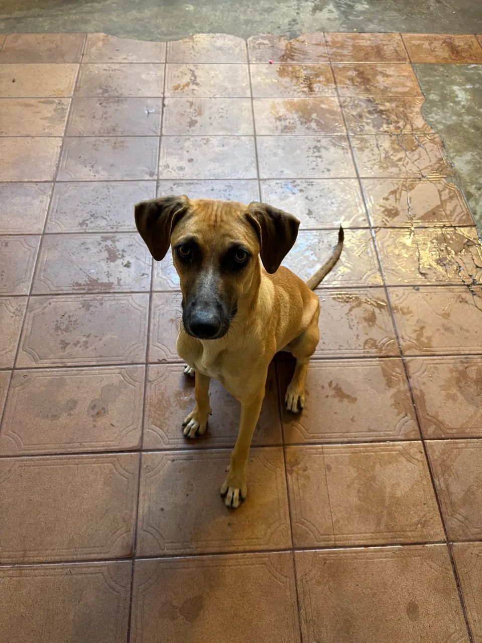 Cachorrinha para adoção  - Foto 4