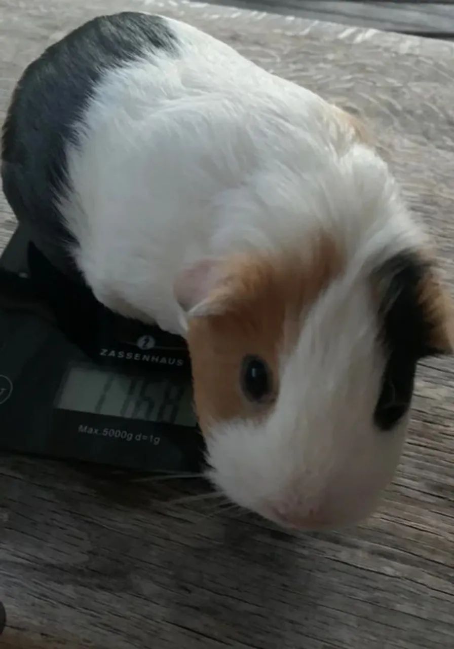 Doa-se Porquinha da Índia 