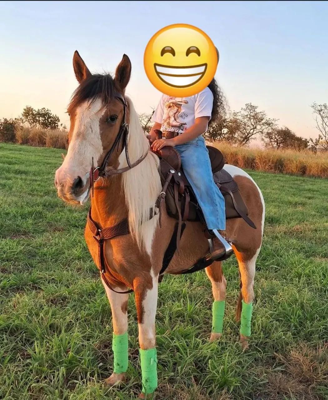 Cavalo  - Foto 2