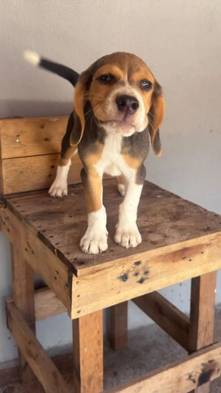 Cachorro  - Foto 2