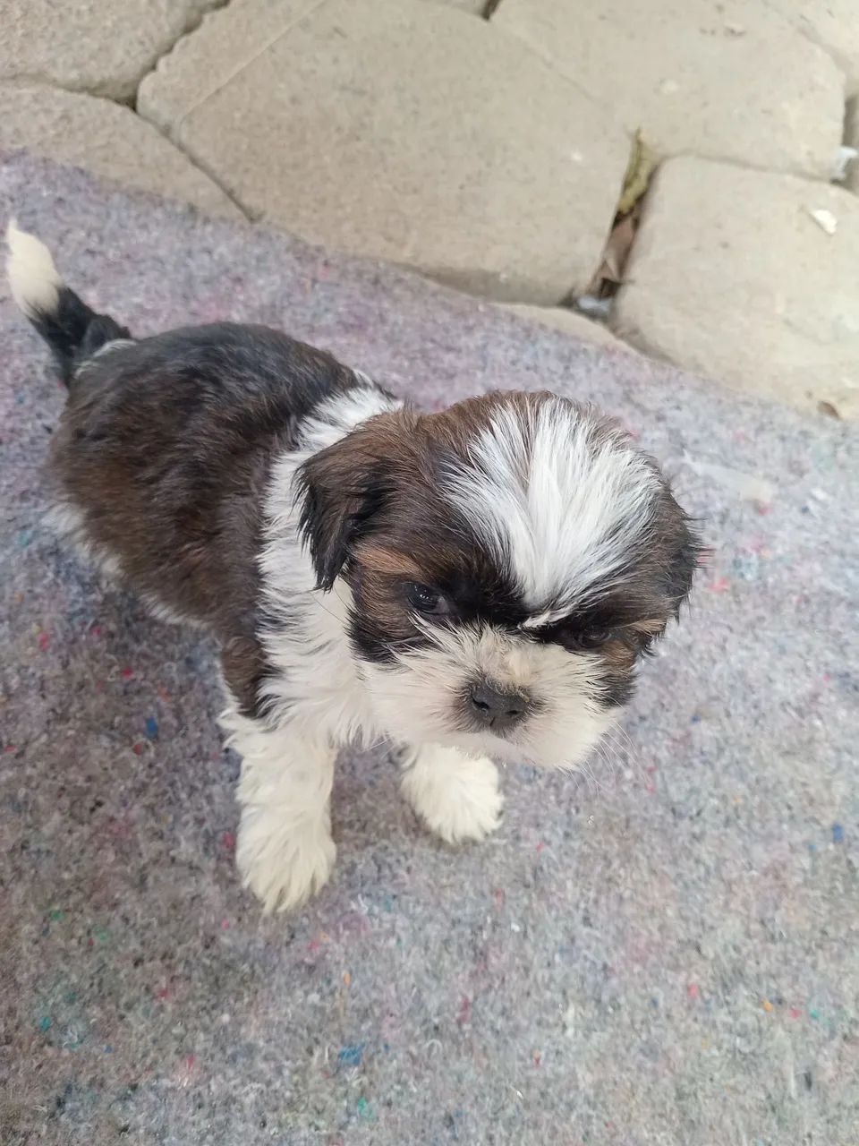 Shihtzu 