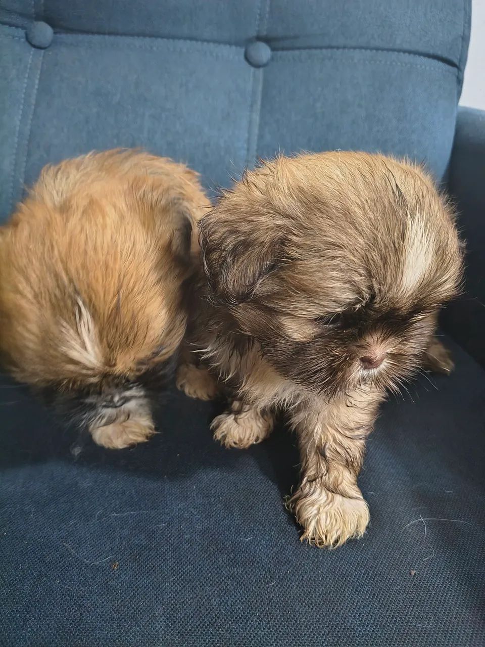 Cachorro Shitzu  - Foto 2